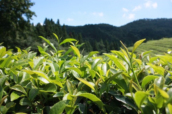 green-tea-plantation-497792_640