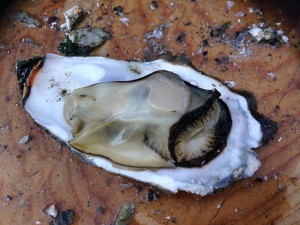 oyster-426796_640